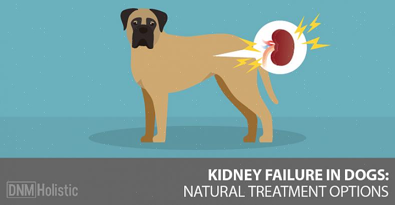 Os cães podem desenvolver insuficiência renal aguda