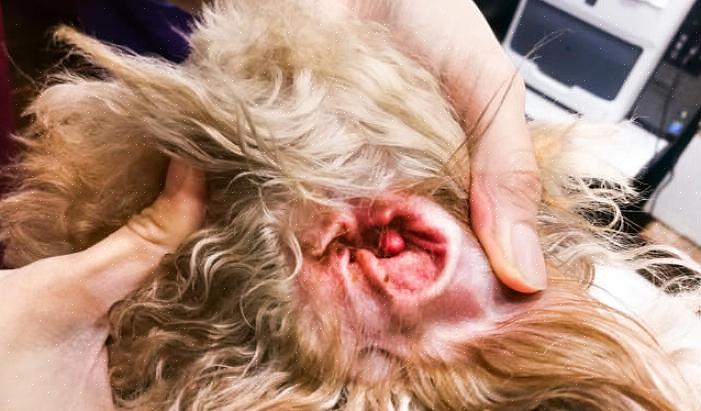 Tratar a infecção do ouvido de um cão é muito simples