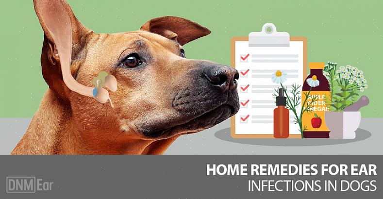 A melhor maneira de descobrir se seu cão tem uma infecção no ouvido é inspecionando o ouvido