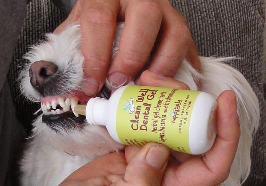 Esta é uma boa ferramenta para ajudar seu cão a raspar a placa bacteriana nos dentes