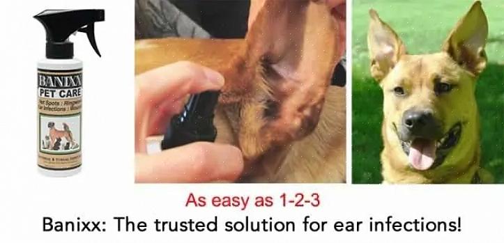 A infecção de ouvido do seu animal vai durar cerca de 6 semanas no máximo