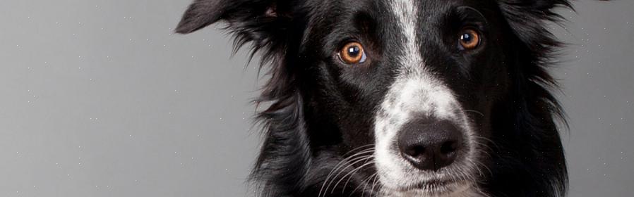 Os especialistas em cães fizeram uma lista das raças de cães mais inteligentes