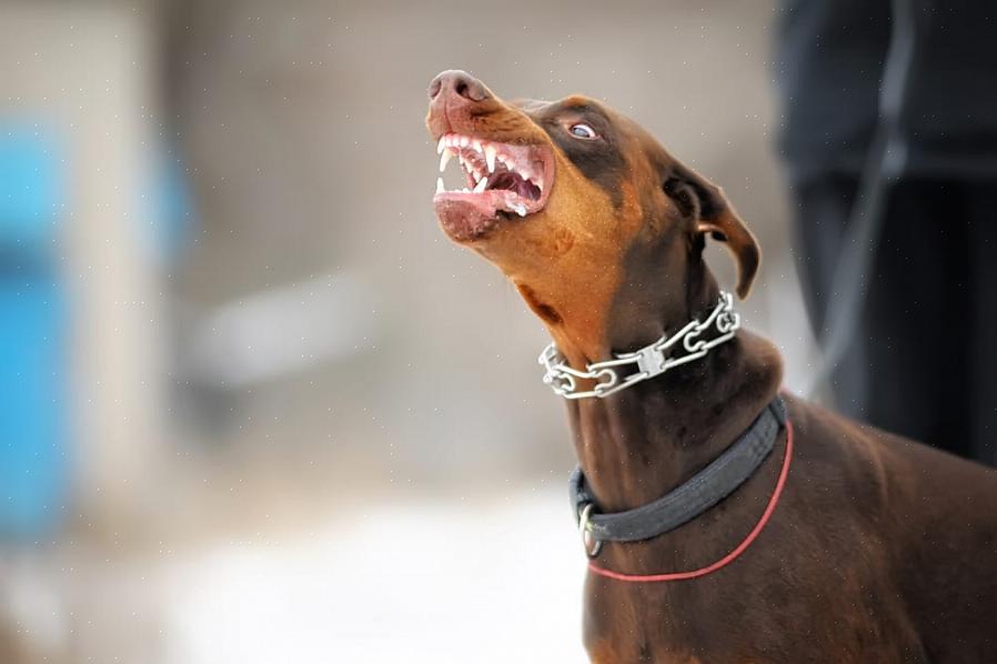 Esta raça está no topo da lista de raças de cães mais inteligentes