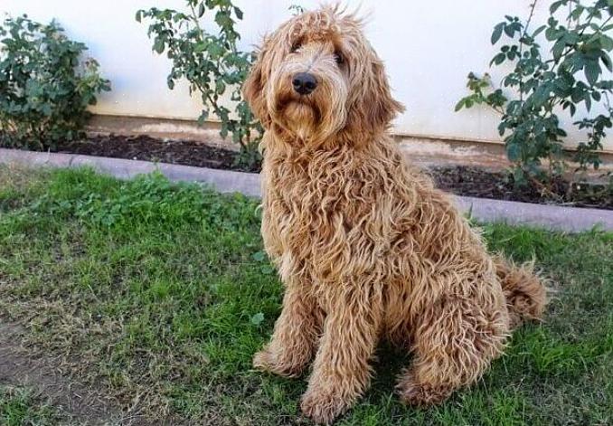 Labradoodle é uma boa escolha para pessoas que têm alergia a pelo de cachorro