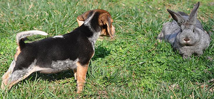 Um beagle é um cão coelho natural