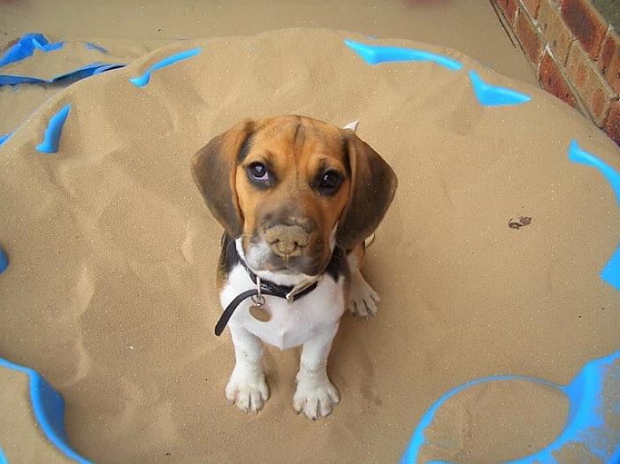 Aqui estão as etapas para treinar um cachorro coelho beagle