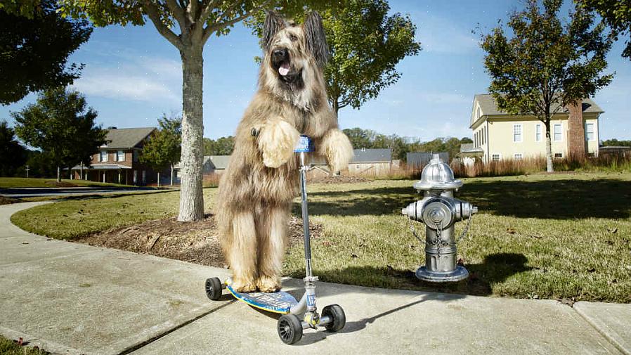 Muitos proprietários de cães que agora praticam patinetes afirmam que treinar um cão para patinar não é nada