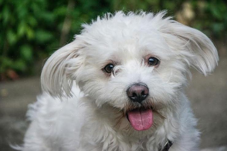 Se você não tiver informações suficientes sobre como cuidar do filhote de cachorro Bichon Frise