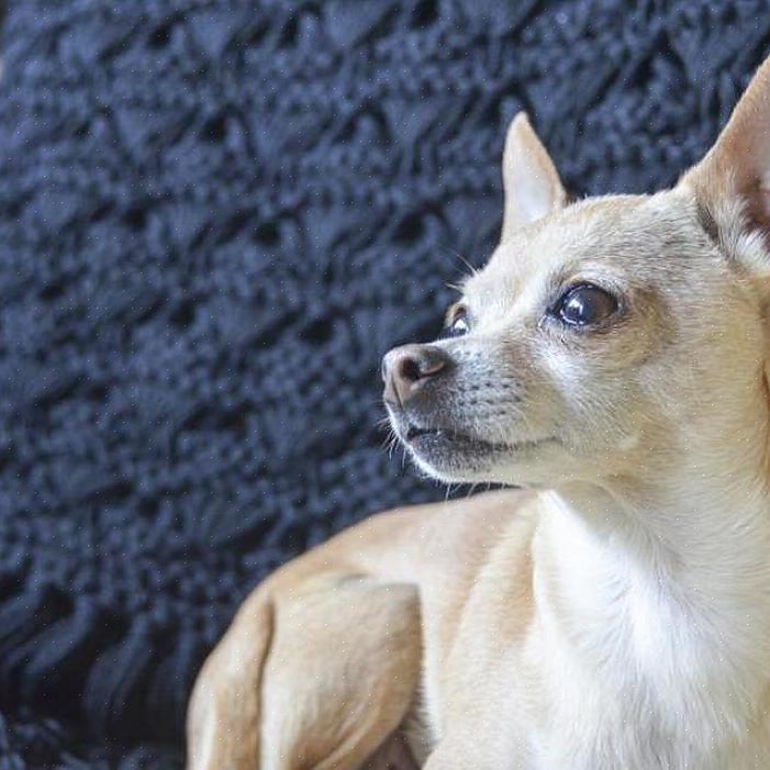 Isso facilmente torna o cervo Chihuahua uma raça de cão muito maior do que o chihuahua típico