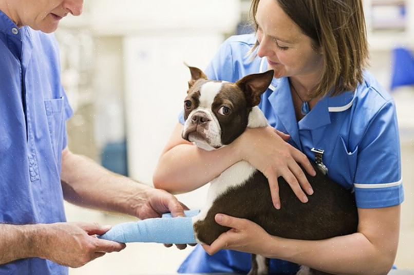 Assim que o cão for diagnosticado com uma fratura simples