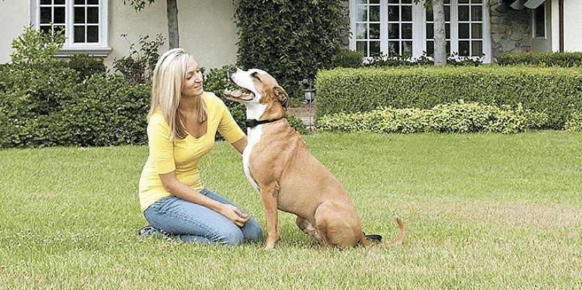 Escolha uma cerca elétrica invisível para cães que seja adequada para o tamanho do seu quintal