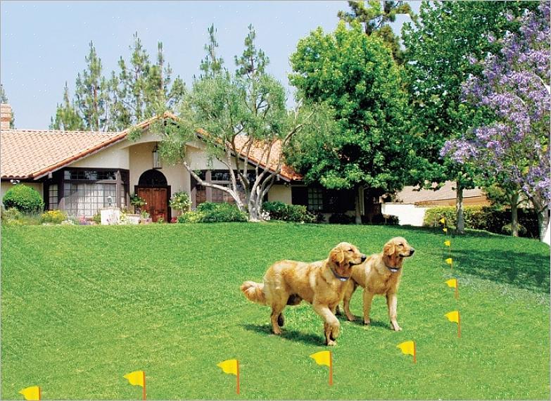 A escolha de uma cerca elétrica invisível para cães também depende do tamanho de seu cão