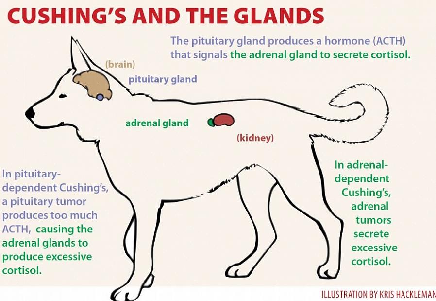Depois de ver alguns sintomas da doença de Cushing se manifestarem em seu cão