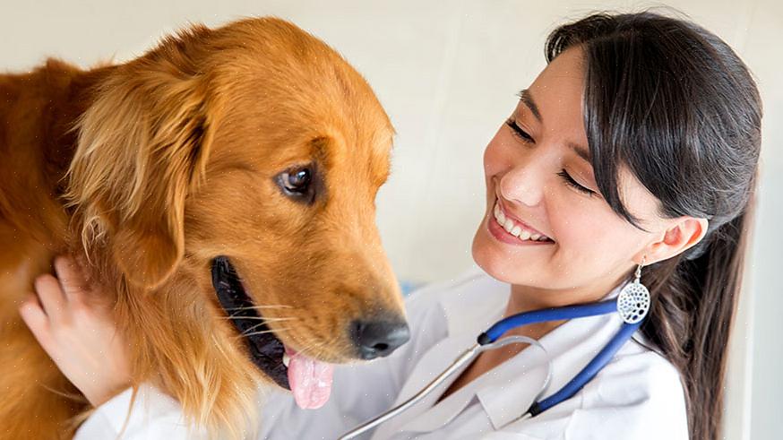 Seu veterinário tem que escanear um microchip para verificar se ele funciona