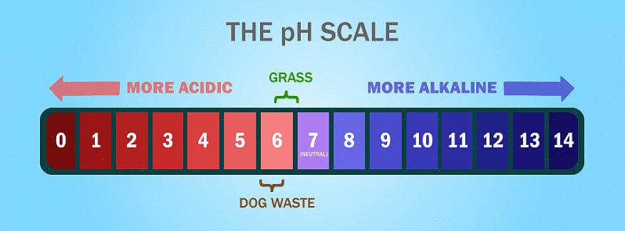 Visite o veterinário para fazer o teste do seu animal de estimação regularmente