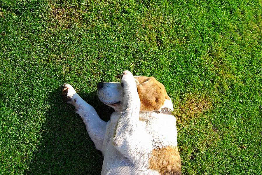 Supondo que seu cão goste de fazer caminhadas diárias com você