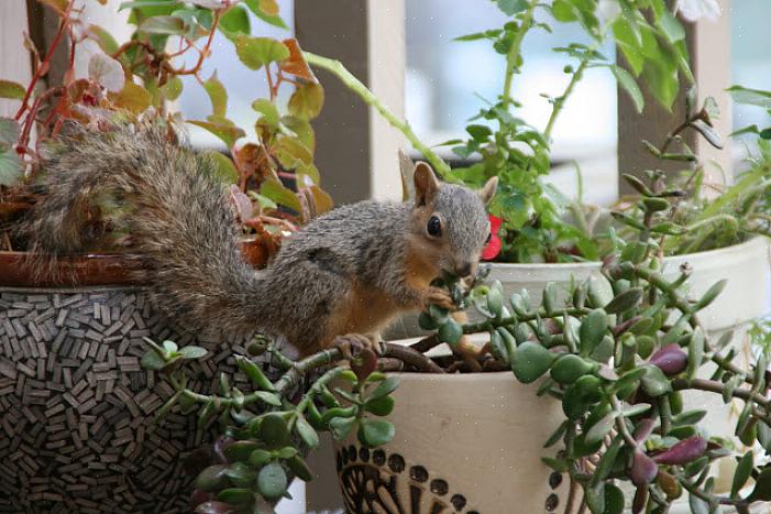 Basta colocar o alimentador de esquilos em algum lugar do seu quintal (em algum lugar fácil de localizar)