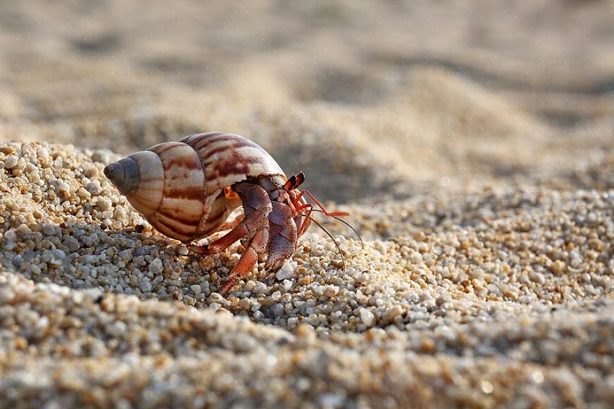 Como ensinar qualquer outro animal de estimação