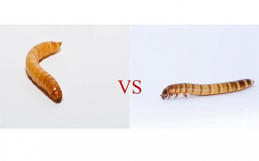 A maioria dos pequenos animais também gosta de larvas de farinha