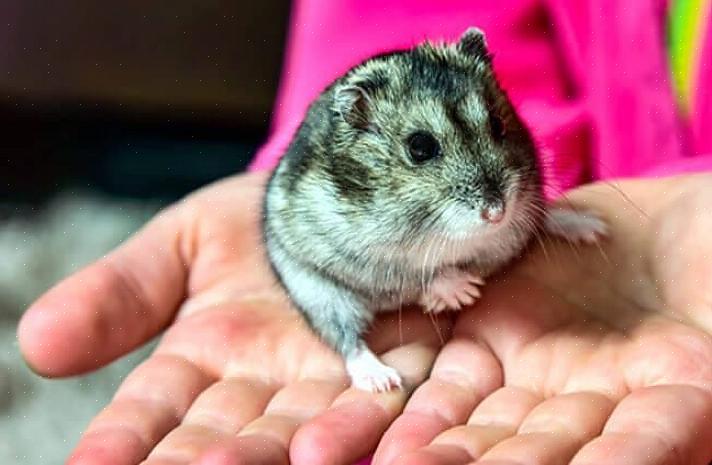Hamsters não podem mastigar seu caminho para a liberdade
