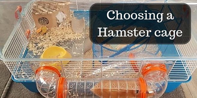Aqui estão algumas dicas na escolha de uma gaiola de hamster anão