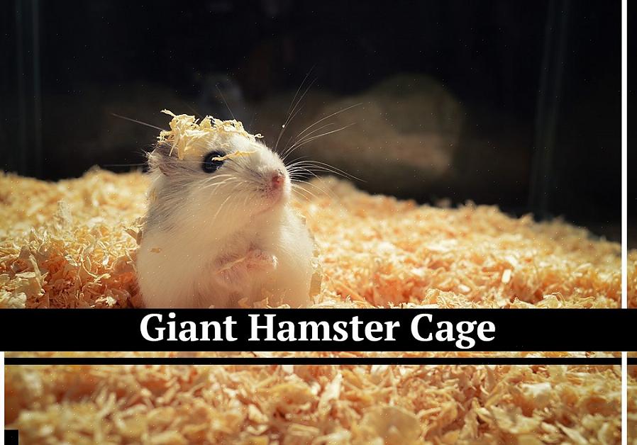 Não só vai deixar seu hamster anão feliz