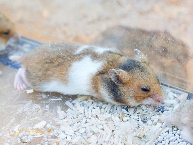 Ele provavelmente dará ao seu hamster alguns antibióticos para matar as bactérias que causam a cauda molhada