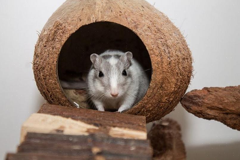 Comida para gerbil