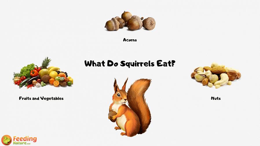 Faça comida de esquilo com vários tipos de sementes