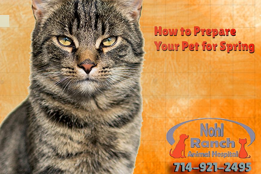 Aqui estão algumas dicas sobre como você pode preparar seu animal de estimação para uma visita à clínica