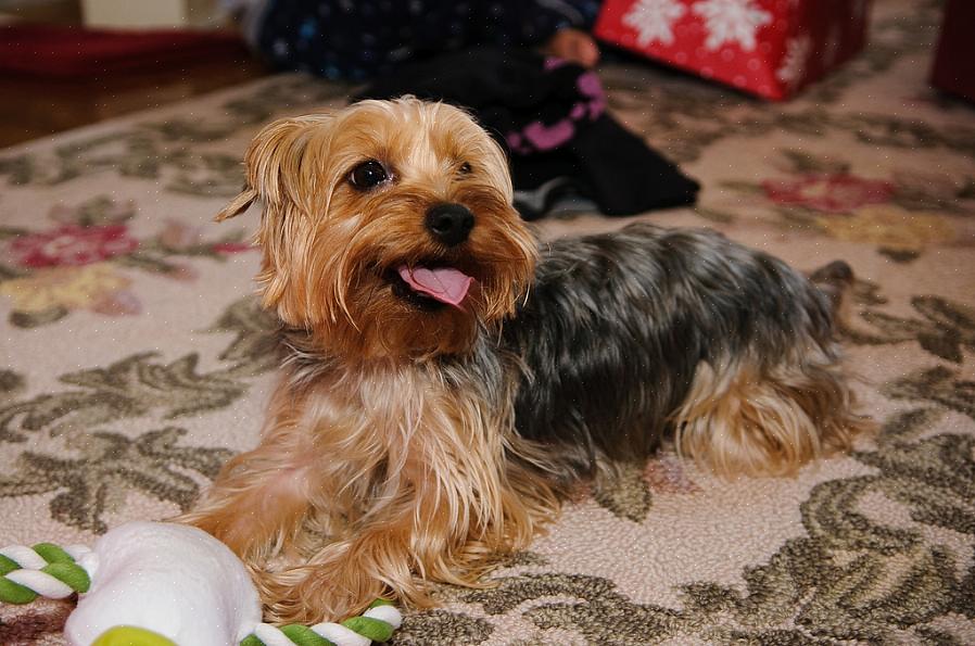 Os proprietários de Yorkie devem se orgulhar de manter esta característica atraente da raça