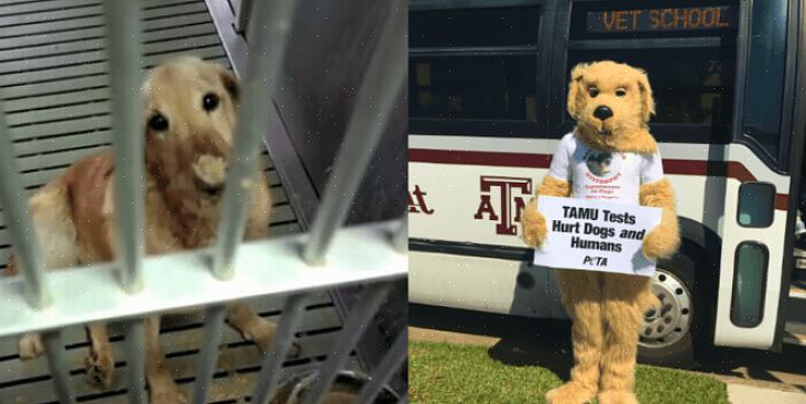 Animais como quaisquer outras criaturas merecem a boa vigilância que podem obter