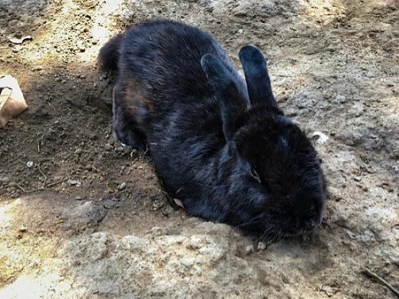 Coloque-o em uma tigela limpa com água suficiente para enxaguar o pelo do coelho