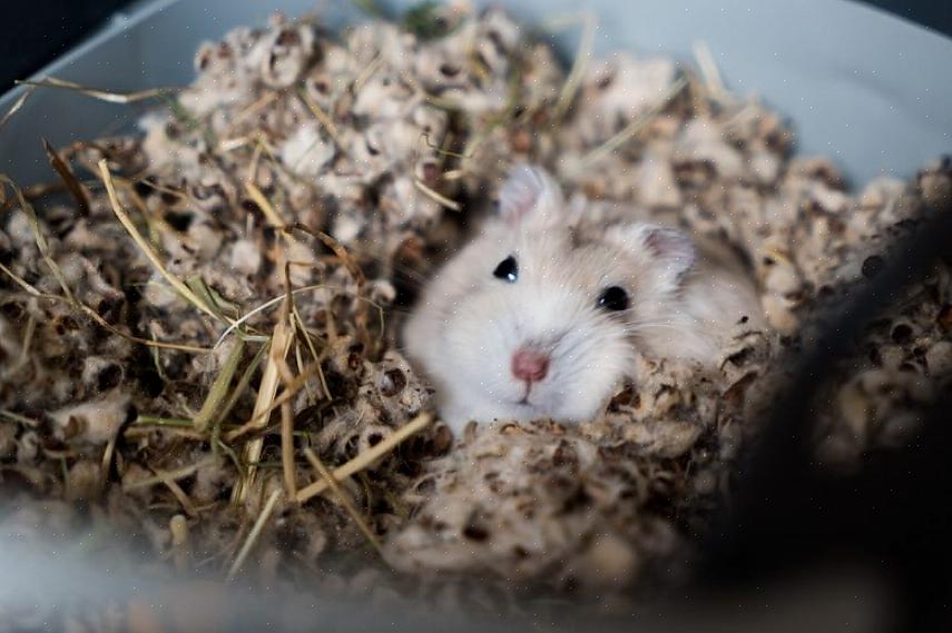 Hamsters são todos animais sociais