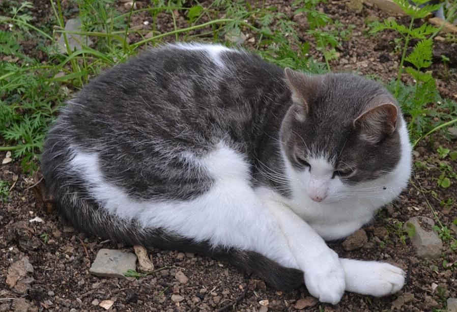 Fazer cocô em vasos de plantas é um mau hábito que alguns gatos