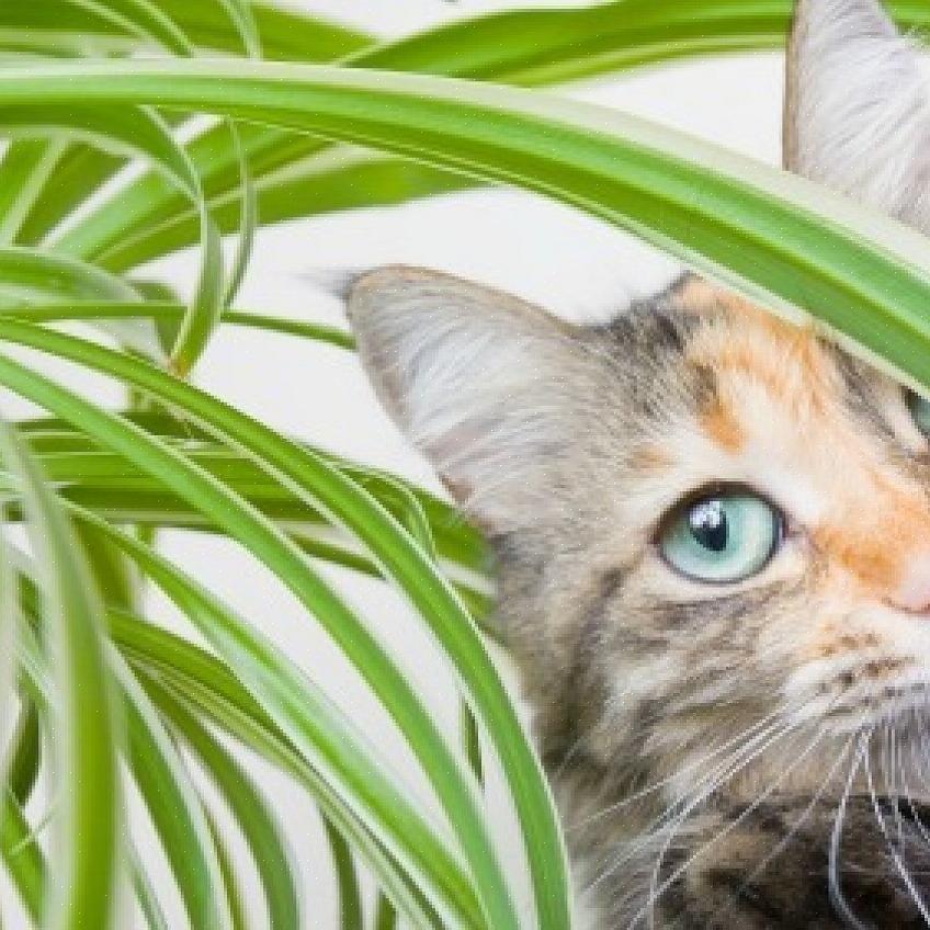 Mas tornará os seus vasos de plantas um ambiente indesejável