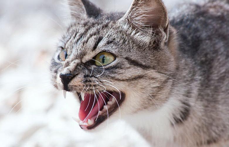 Isso ocorre porque o gato pode ter visto várias mudanças na dinâmica geral da pessoa que você normalmente