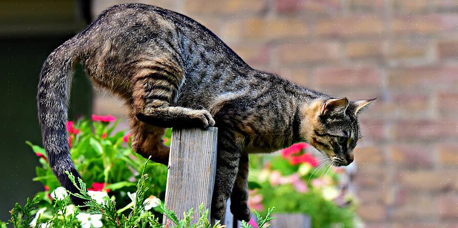 Para tornar sua casa de gato realmente à prova de humanos