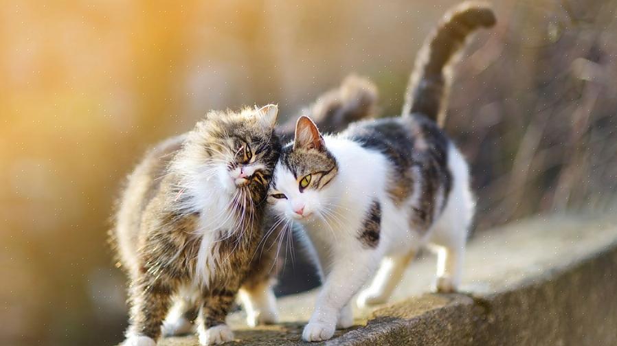 O gato que já estava morando na casa reivindicou seu território como seu