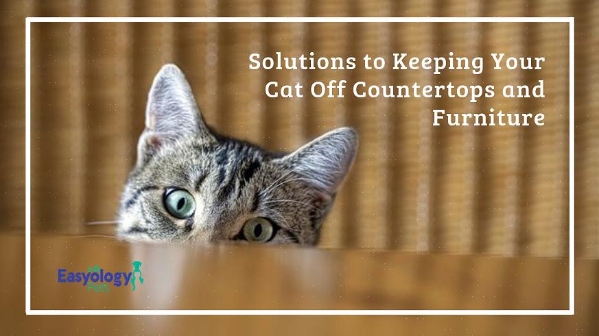 Gatos para se protegerem de seus móveis