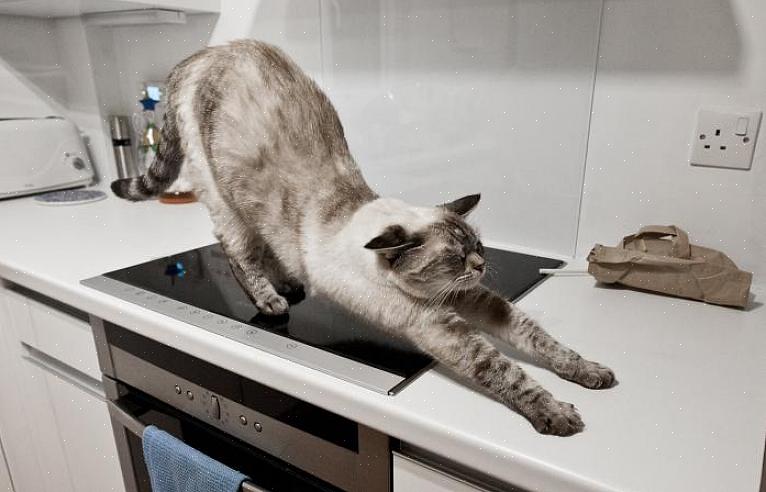 Os gatos geralmente desenvolvem uma predileção pelos balcões da cozinha por três motivos básicos