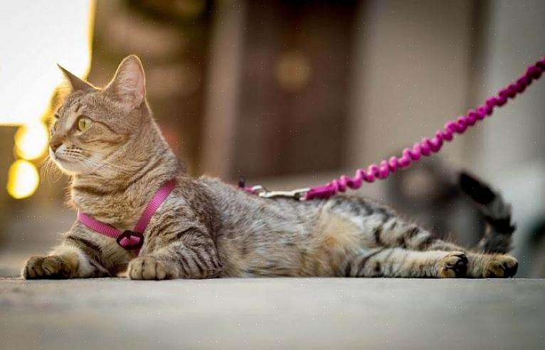 A curiosidade é seguida de perto pela teimosia - ou assim você pode pensar ao apresentar ao seu gato o uso