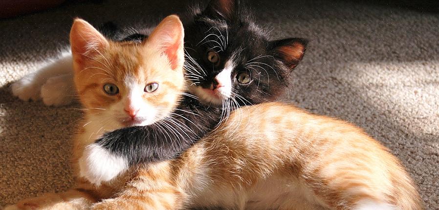 Antes de aprender como parar de borrifar gatos