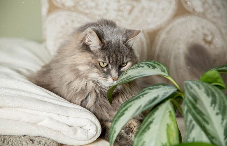 Se você suspeita que seu gato comeu de uma planta tóxica