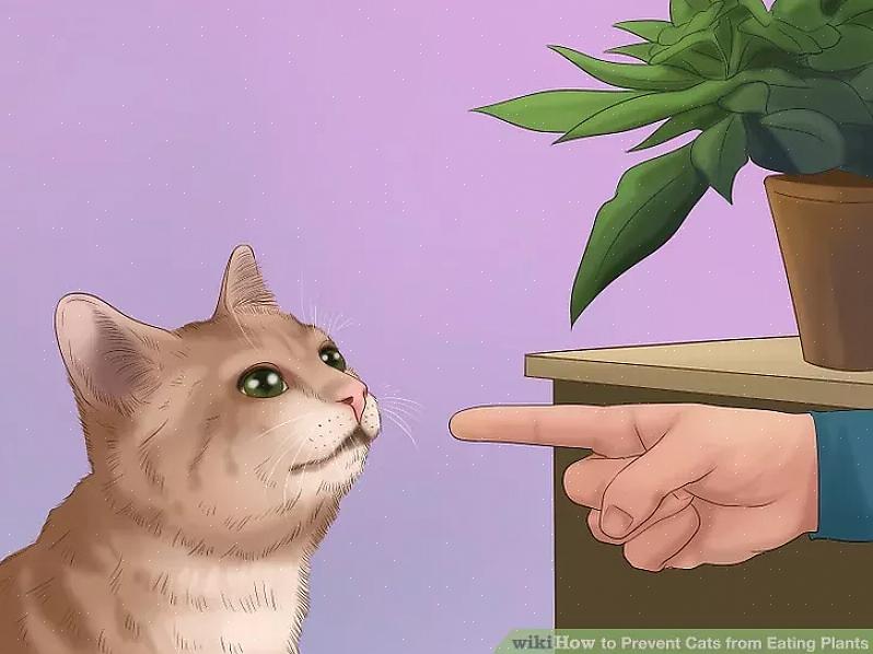 Você pode descobrir por que seu gato está comendo plantas domésticas