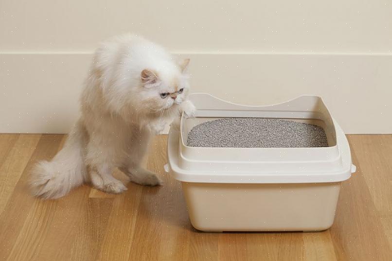 Coloque seu gatinho na caixa imediatamente após uma refeição