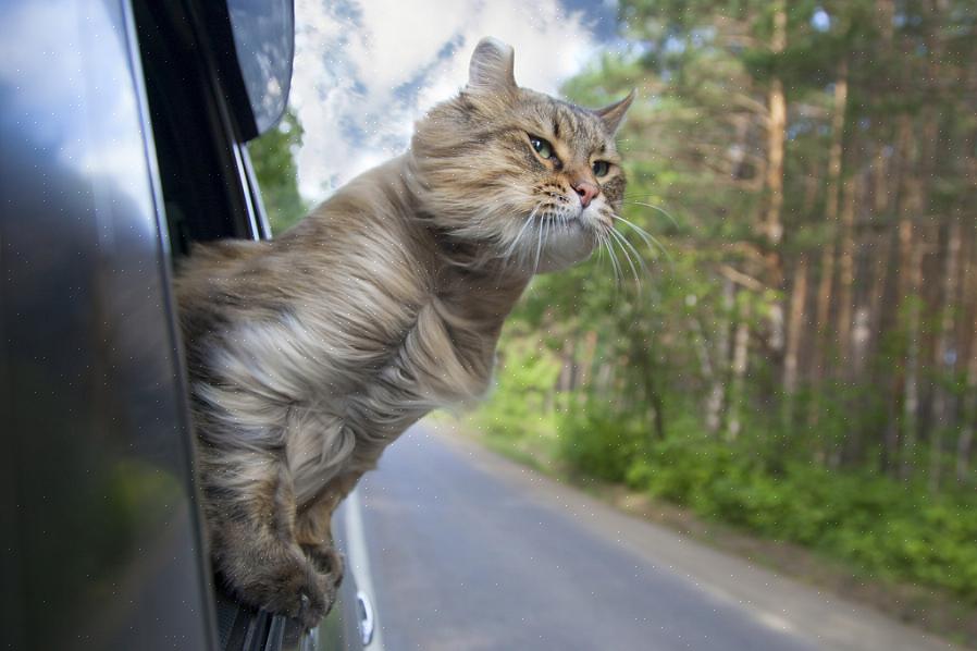 Antes de levar seu gato para passear de carro