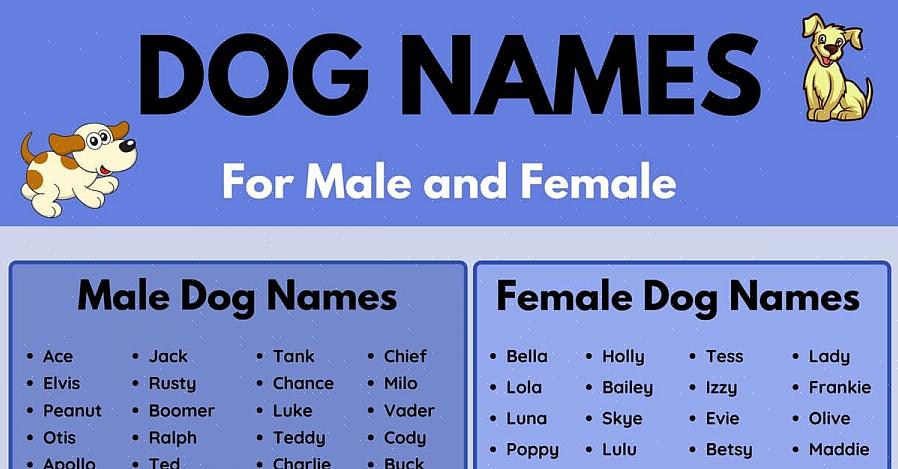 Outra maneira de dar um nome à sua cadela é inventar um nome que soe engraçado