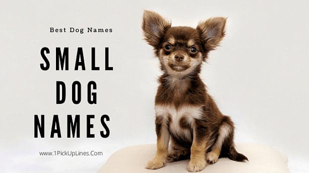 Ao sugerir nomes para cães machos