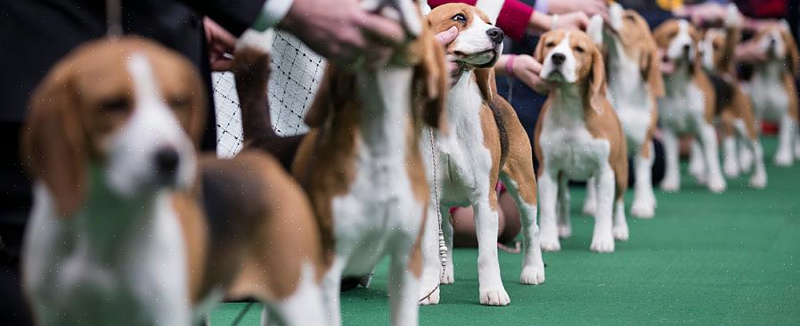 O resultado é que as pessoas compram um cachorro com problemas de saúde